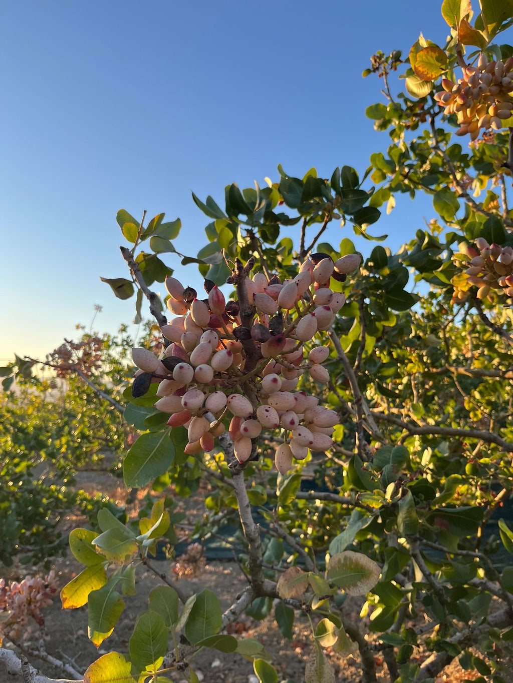 DAL NONNO Pistazien