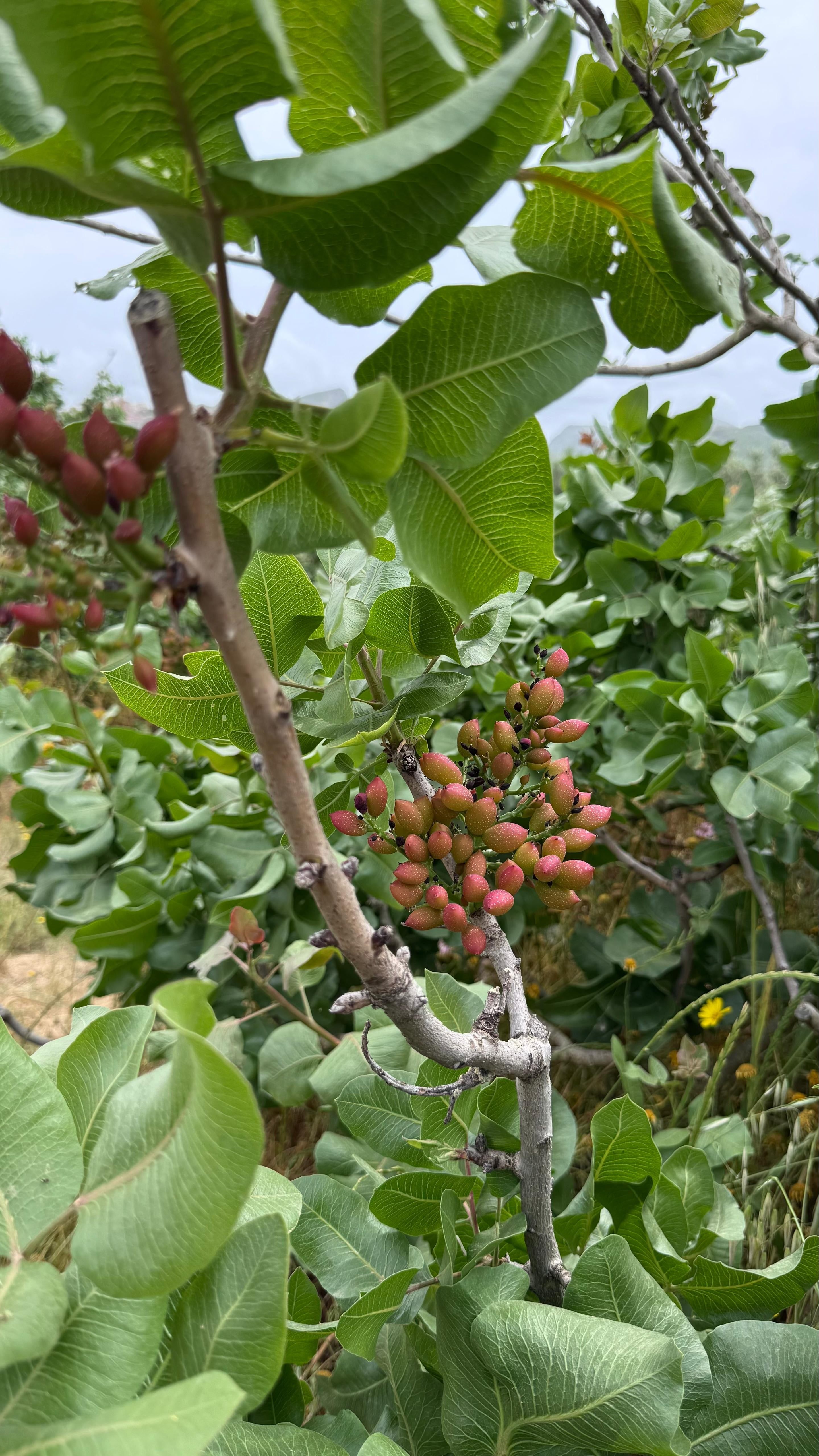 DAL NONNO Pistazienpesto