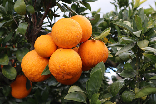 DAL NONNO Orangen
