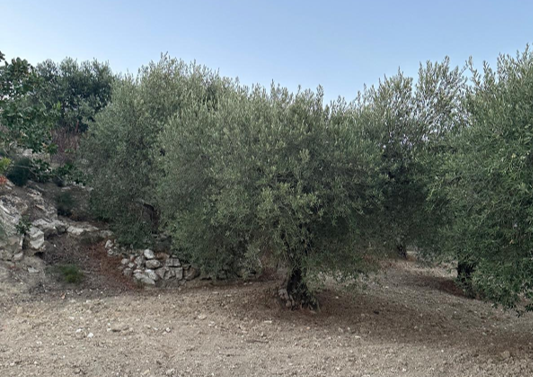 natives Olivenöl extra