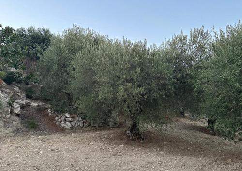 natives Olivenöl extra