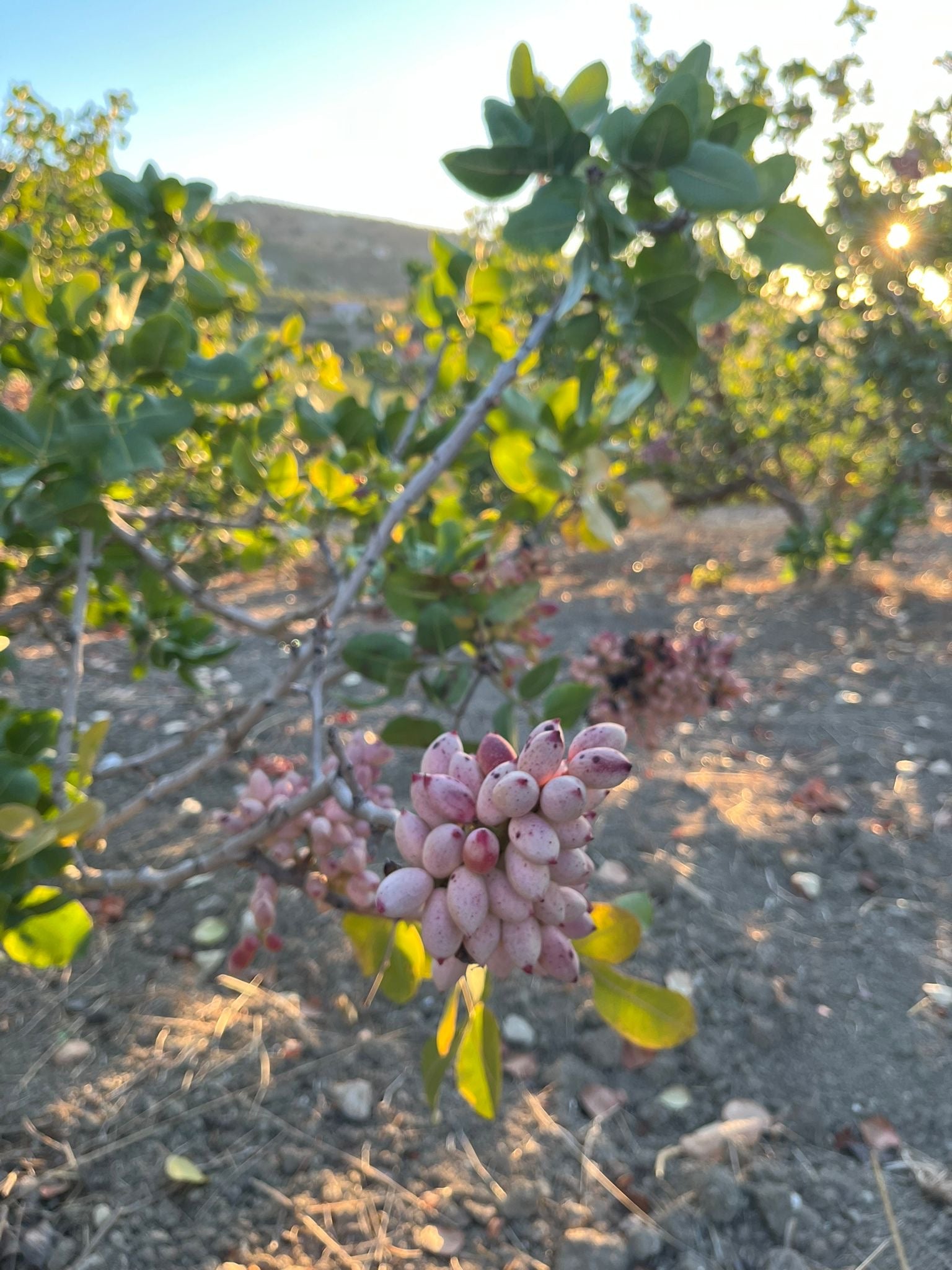 DAL NONNO Pistaziencreme